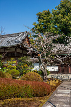 Traditional Japanese Temple Garden with Cherry Blossoms in Spring