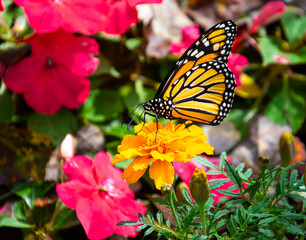 Obraz premium A bright orange monarch butterfly, Danaus plexippus, on a gold marigold with bright pink impatiens flowers 
