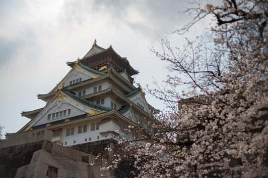 Osaka Castle Main Tower Framed by Cherry Blossoms