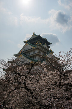 Osaka Castle Main Tower and Cherry Blossoms in Japan