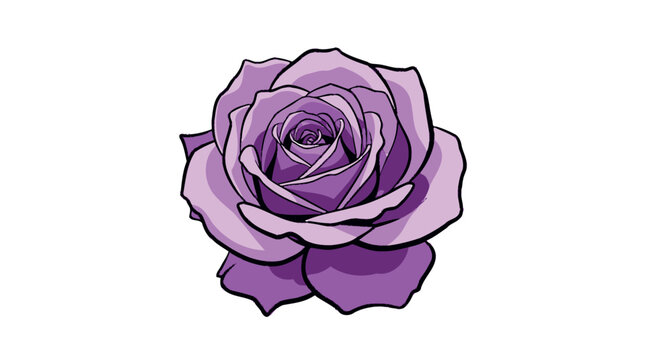 Purple rose flower displays delicate petals and beauty.