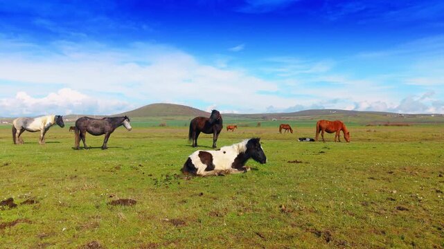 Pinto horse lying on grass with herd in background. A black and white horse resting on the ground in a green meadow with other horses standing nearby.
