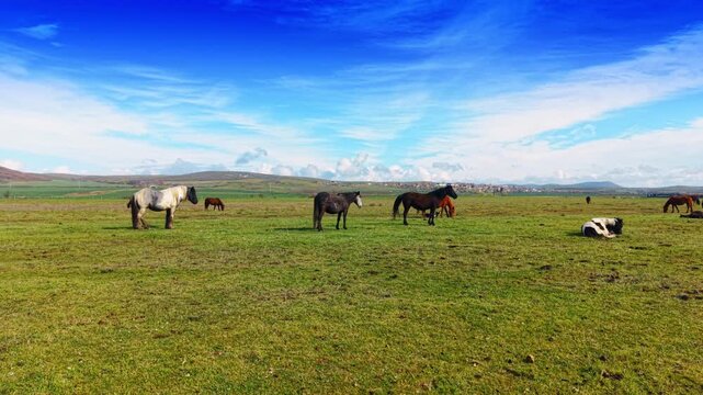 Several horses standing and grazing in open rural landscape. A variety of horses scattered across a large green field under a bright blue sky with clouds.