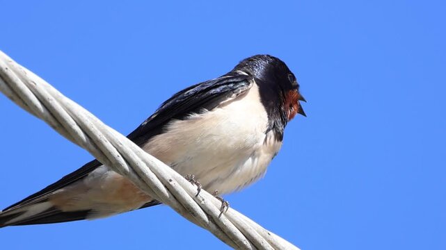 Barn Swallow (Hirundo rustica) perched on a wire against a clear blue sky background, 4K wildlife footage.
