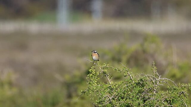 Whinchat (Saxicola rubetra) perched on a bush in a meadow, 4K wildlife footage.
