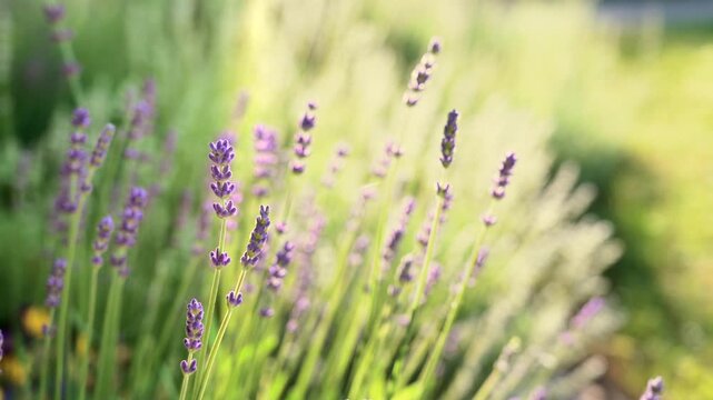 Lavender flower blooming. Bright natural background with sunny light.	
