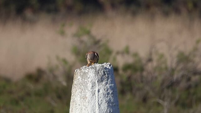 Common Kestrel (Falco tinnunculus) perched on a stone eating a grasshopper, 4K wildlife footage.
