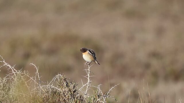 Whinchat (Saxicola rubetra) perched on a thorny bush branch, 4K wildlife footage.