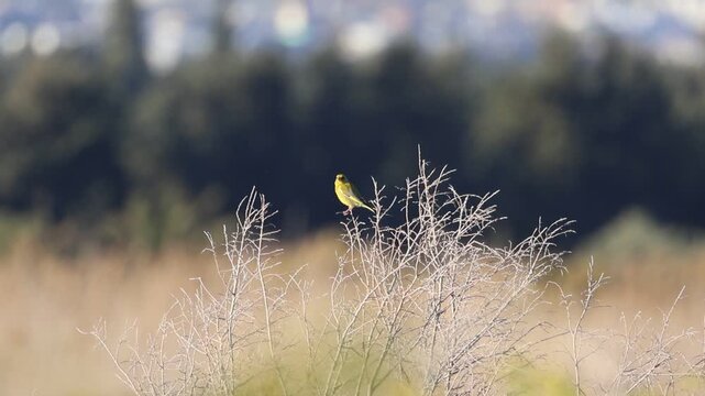 European Greenfinch (Chloris chloris) perched on a dry branch, 4K wildlife footage.