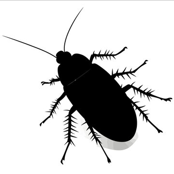 black silhouette roach on a white backgrounk vector