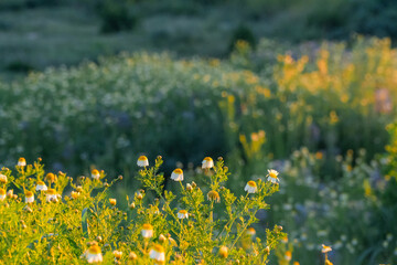 Fototapeta premium Daisies in the morning