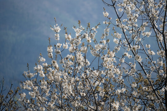 spring Bloom in a Alpine forest, Wild Cherry