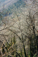 Fototapeta premium trees in the forest with spring bloom, Blackthorn