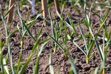Fototapeta premium Garlic plants grow in garden soil during sunny spring days in a rural area with focus on green shoots and soil