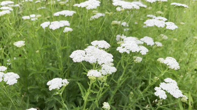 white yarrow flowers growing on the lawn. cultivation and collection of medical plants concept	
