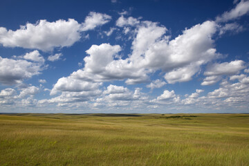 Obraz premium Wide prairie grassland with tall foreground grass under bright cumulus clouds