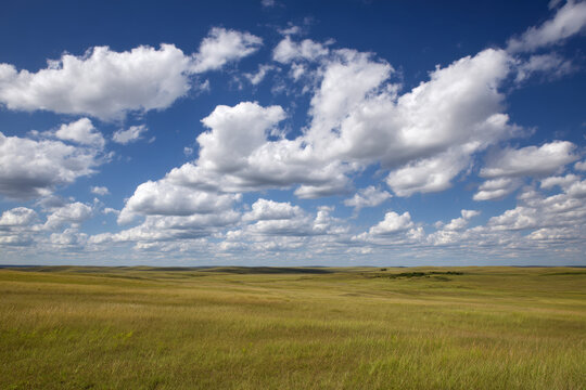 Wide prairie grassland with tall foreground grass under bright cumulus clouds
