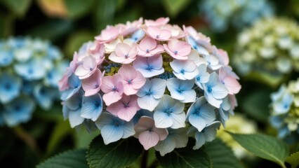 Obraz premium Hydrangea head displaying multicolor blooms in garden setting