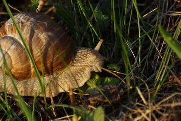 Obraz premium Snail on Mossy Leaf