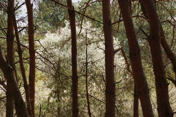 Fototapeta premium Forest with bugs and trees