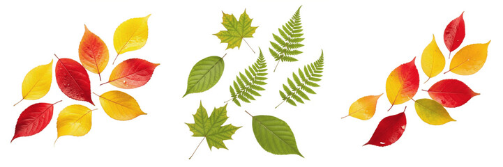 Set of Vibrant Autumn and Green Leaves - Realistic Fall Foliage and Fern Botanical Elements PNG © Stock