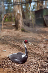 Obraz premium Crane bird wildlife forest sitting on ground with redhead and long beak in natural enclosure, resting among dry leaves and tree trunks, closeup of solitary waterbird habitat