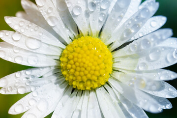 daisy flower macro background white yellow fresh water drops bellis perennis petals with morning dew in garden with copy space for banner design concept of purity, spa, wellness © Lana Pietukhova