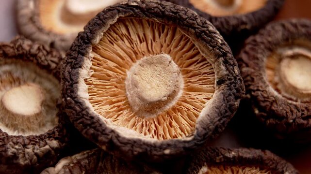 Dried shiitake mushrooms (Lentinula edodes) with intricate gill structure and woody texture. Oriental medicine ingredient. Rotation
