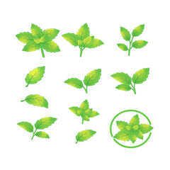 Collection of fresh green mint leaves and menthol sprigs in hand drawn style for herbal tea and cocktail design © Oksana