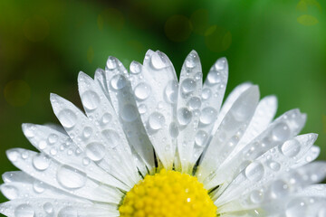 daisy flower macro background white yellow fresh water drops bellis perennis petals with morning dew and lens flare on green field concept of purity, spa, wellness © Lana Pietukhova