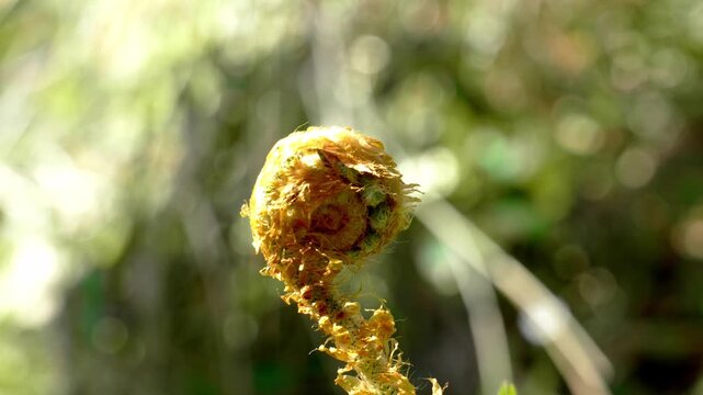 Fern fiddlehead with curled spiral shape in forest environment close up