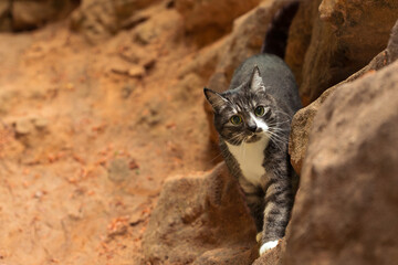 wild cand cat animal theme portrait