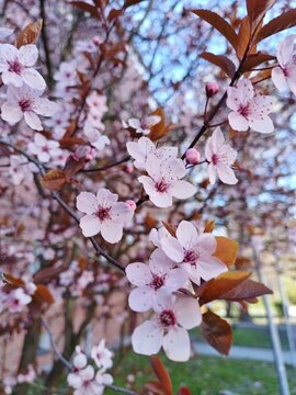 Rosa Kirschbl&uuml;te