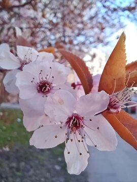 Rosa Kirschbl&uuml;te