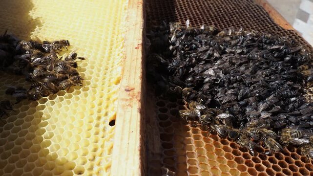 Real Footage: Honey Bee Colony Death in Spring Hive Due to Starvation and Cold Weather