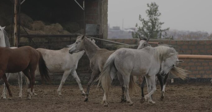 A herd of beautiful white and brown horses walking and trotting in an outdoor rural farm paddock, with hay storage visible in the background on an overcast day.