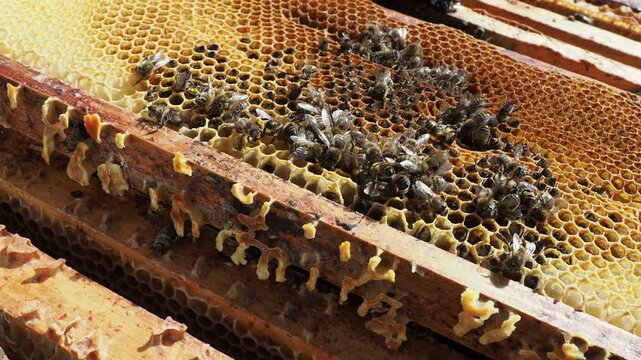 Real Footage: Honey Bee Colony Death in Spring Hive Due to Starvation and Cold Weather