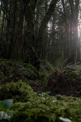 Obraz premium Ancient tree trunk and ferns thrive in misty temperate rainforest, embodying ecological harmony and serene refuge for wellness and conservation themes.