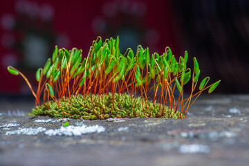 Obraz premium Gros plan macro de mousse avec sporophytes aux tiges rouges et capsules vertes