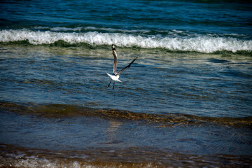 Fototapeta premium Silver Gull (Chroicocephalus novaehollandiae) at Caves Beach