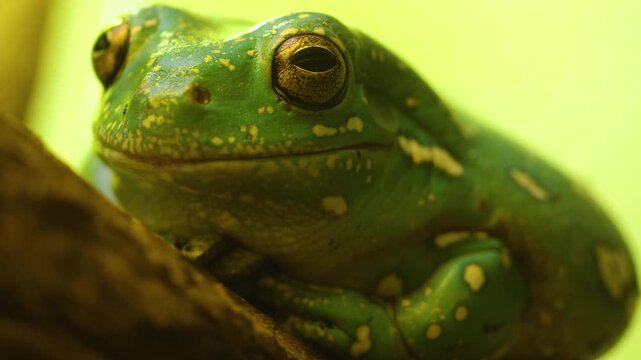 Close up of a golden eye tree frog resting on. a tree branch