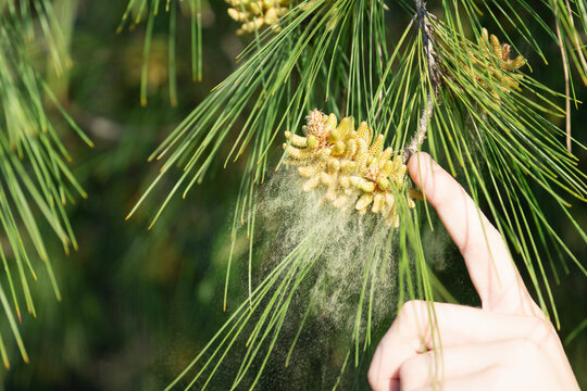 pine pollen macro background green needle branch male cones release yellow dust with human finger touch in spring forest concept of allergy, ecology, nature