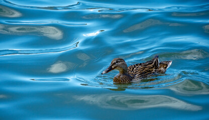 Fototapeta premium Serene scene of a female mallard duck floating gracefully on top of bright blue water waves that reflect the bright daytime sky creating an abstract watery background