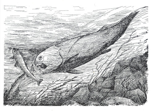 Dinichtys, Dunkleosteus. Vintage illustration of a large predatory fish hunting a smaller fish underwater