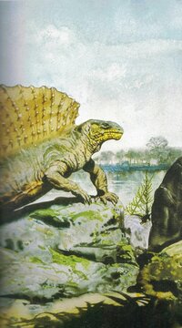 Edaphosaurus pogonias. Dimetrodon prehistoric reptile with sail on its back near water and rocks. An artistic depiction of a Dimetrodon, a sail-backed synapsid, in its ancient natural habitat by a