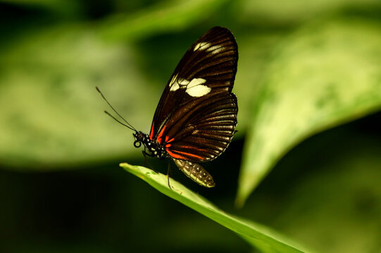 Heliconius melpomene butterfly resting on tropical leaf macro wildlife