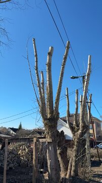 Pruned poplar branches against blue sky, suburban roadside setting with trimmed trunk and visible power wires, piles of cut wood.