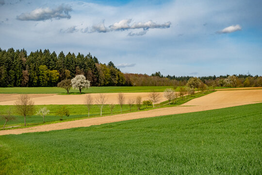 B&auml;ume im fr&uuml;hjahr im Feld