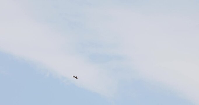 A small flock of silhouetted black birds is seen flying and circling high up in a cloudy overcast gray sky before flying lower past trees and power lines.