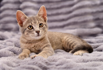 Grey tabby kitten lying on a soft blanket © Anatolii